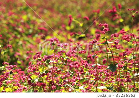 赤そばの花 赤そばの花 35226562