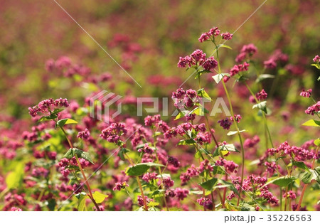赤そばの花 赤そばの花 35226563