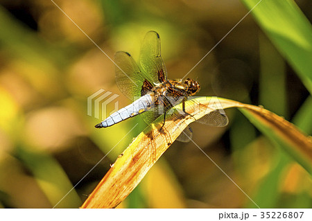 Broad-bodied chaser sitting at a pond 35226807