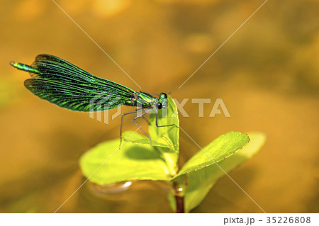 beautiful demoiselle, Calopteryx virgo 35226808
