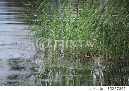 琵琶湖の葦 35227865