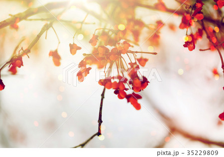 spindle or euonymus branch with fruits in winter 35229809