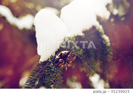 fir branch with snow and cone in winter forest 35230025
