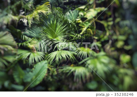 beautiful palm leaves of tree in sunlight beautiful palm leaves of tree in sunlight 35230246