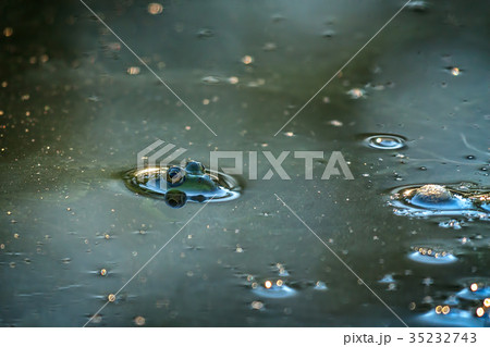 Green frog hiding on the lake 35232743