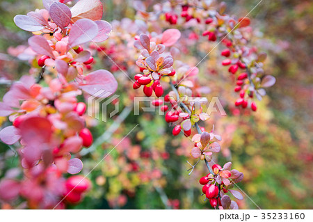 Autumn leaves background in selective focus. 35233160
