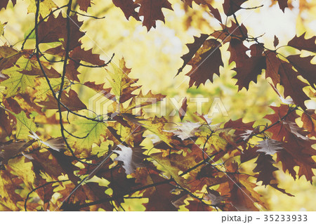 Oak tree. Autumn. Fall scene.  35233933