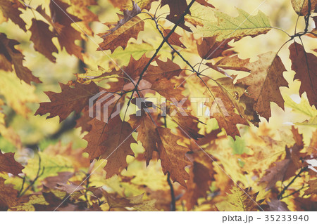 Oak tree. Autumn. Fall scene.  35233940