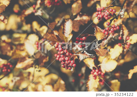 Bright rowan berries.Autumn. Fall scene.  35234122
