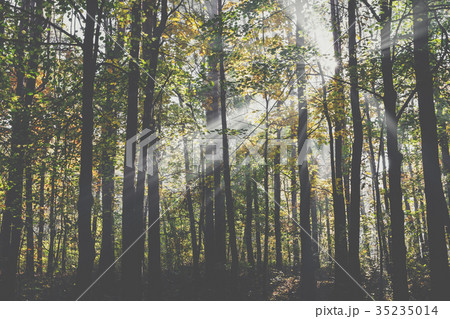 Forest, fog and sunlight in the morning at autumn Forest, fog and sunlight in the morning at autumn 35235014