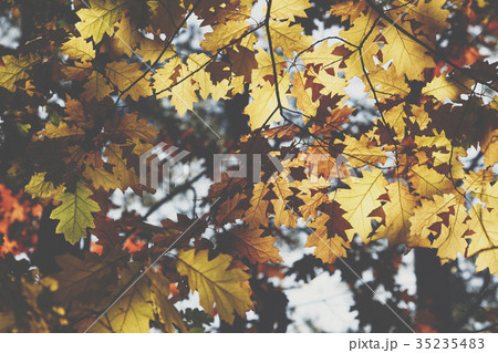 Autumn. Fall scene. Beauty nature scene trees  35235483