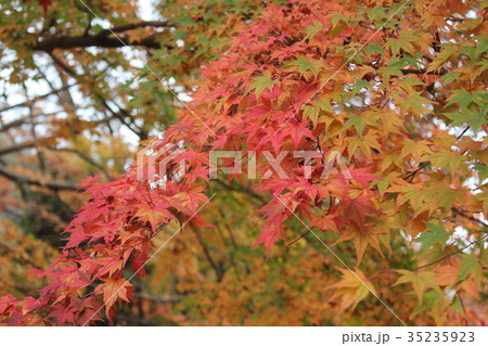 紅葉 35235923