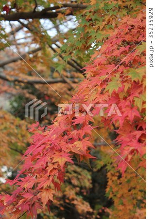 紅葉 35235929