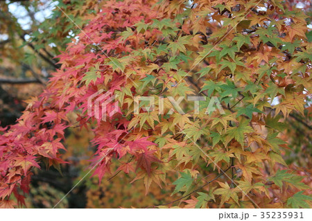 紅葉 35235931