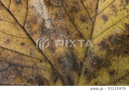 Extreme closeup macro of an colorful autumn leaf 35235979