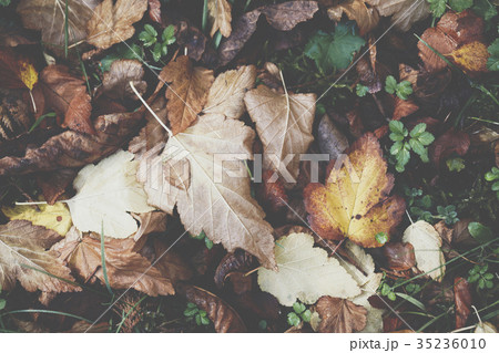 Extreme closeup macro of an colorful autumn leaf Extreme closeup macro of an colorful autumn leaf 35236010