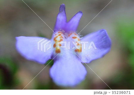 野の花 ムラサキサギゴケ 紫色 野の花 ムラサキサギゴケ 紫色 35236071