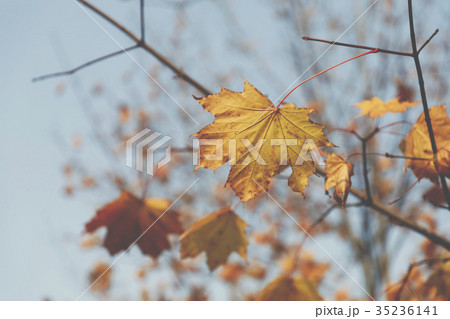 Season of beautiful autumn leaves. Season of beautiful autumn leaves. 35236141