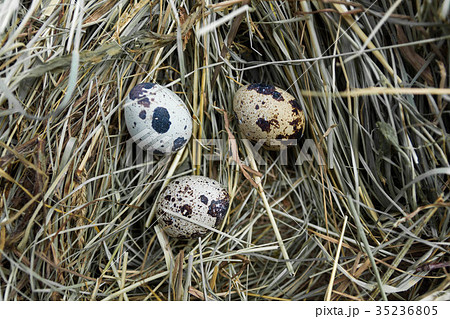 Quail nest with eggs. 35236805