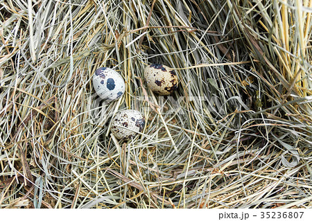 Three quail eggs. 35236807