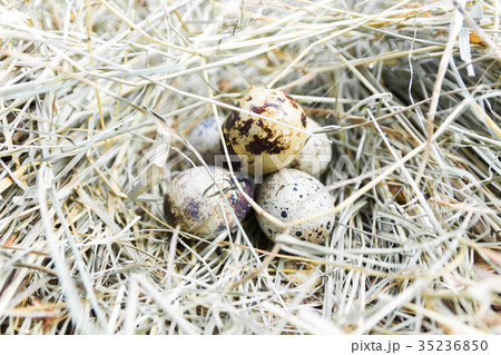 A bunch of quail eggs in hay. Close-up. A bunch of quail eggs in hay. Close-up. 35236850