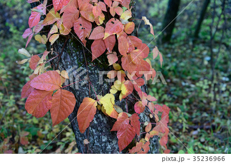 秋のツタウルシ 35236966