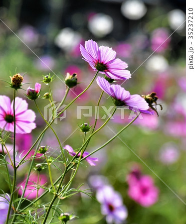 ピンクのコスモス、後ろ姿、バックショット 35237210