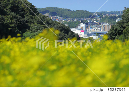 コスモスの咲き乱れるくりはま花の国と久里浜の街 コスモスの咲き乱れるくりはま花の国と久里浜の街 35237345