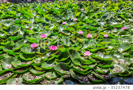 Lake is covered with leaves and flowers of the Lake is covered with leaves and flowers of the 35237478