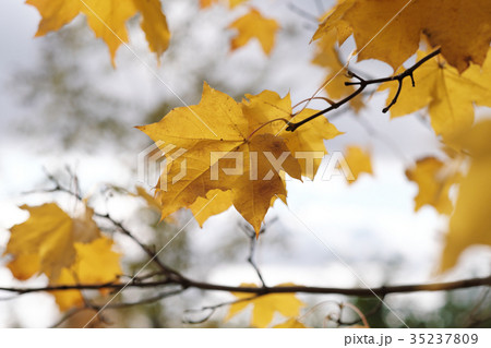 Autumn leaves on a tree branch 35237809