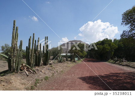 テオティワカン遺跡　サボテン 35238011