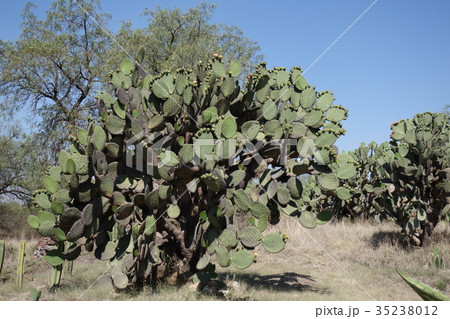 テオティワカン遺跡　サボテン 35238012