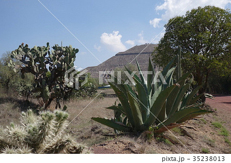 テオティワカン遺跡 サボテン テオティワカン遺跡 サボテン 35238013