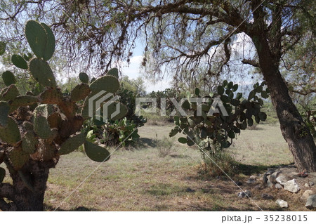 テオティワカン遺跡　サボテン 35238015