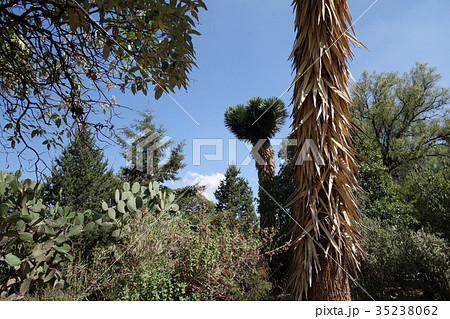 テオティワカン遺跡　サボテン 35238062