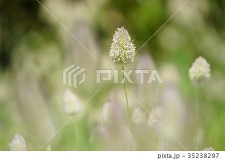 ラグラス 35238297