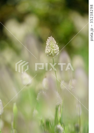 ラグラス 35238298