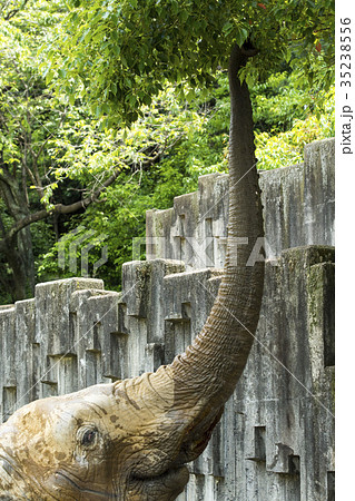 アフリカゾウ 35238556