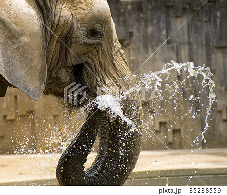 アフリカゾウ 35238559