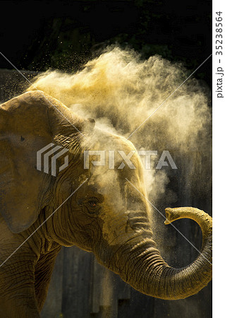 アフリカゾウ 35238564
