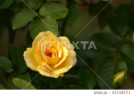 バラ 35238571