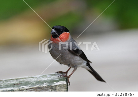 野鳥ウソ 35238767