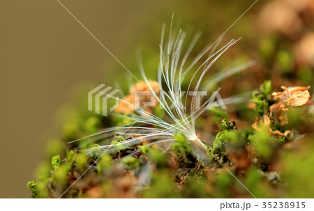 植物 工場 プランツ 35238915