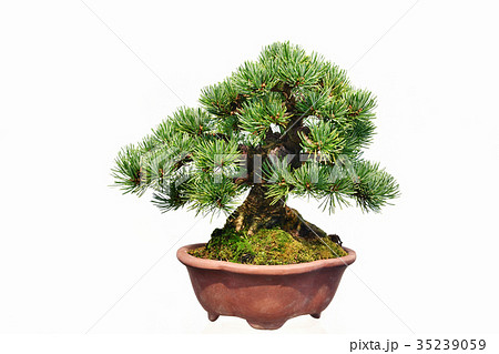 白背景の盆栽 35239059