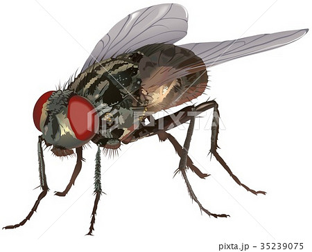 Housefly 35239075