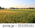 田園 35239101