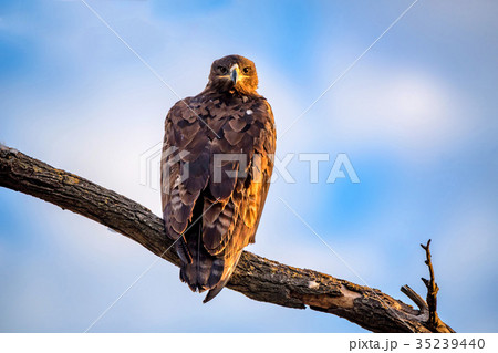 Steppe eagle or Aquila nipalensis sits on a tree 35239440