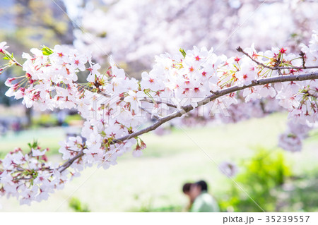 お花見をする人々　会社員　桜の季節　染井吉野　ソメイヨシノ　公園でお花見 35239557