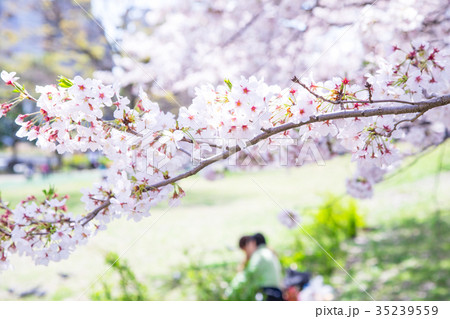 お花見をする人々　会社員　桜の季節　染井吉野　ソメイヨシノ　公園でお花見 35239559