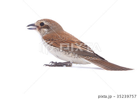 Rufous-tailed shrike 35239757